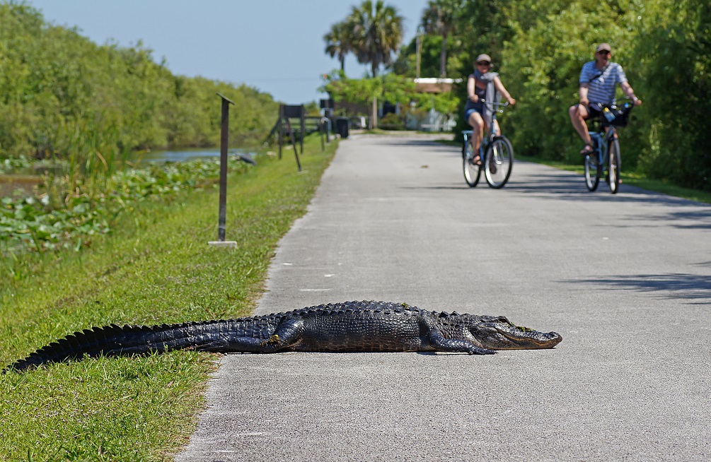 Everglades National Park, Florida Biking